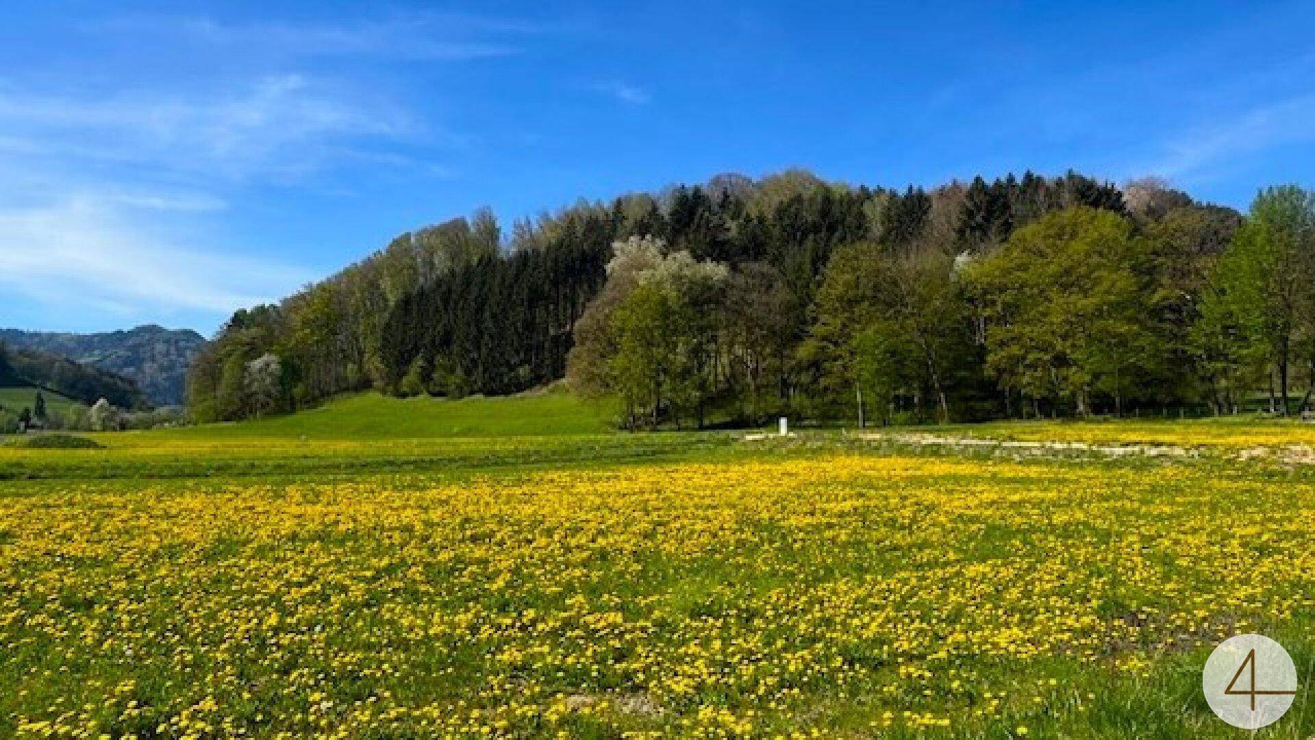 Blühendes Löwenzahnfeld vor einem bewaldeten Hügel unter strahlend blauem Himmel.