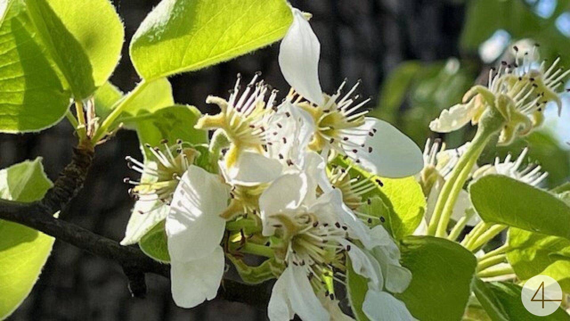 Nahaufnahme von zarten weißen Blüten an einem Baumzweig mit frischen grünen Blättern.