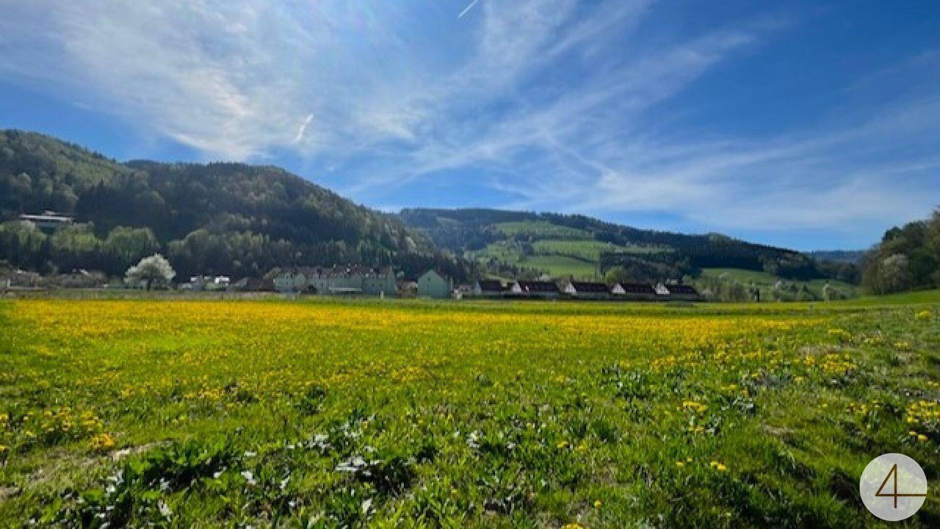 Weites Feld mit gelben Blumen und einer Siedlung am Fuße bewaldeter Hügel unter blauem Himmel.