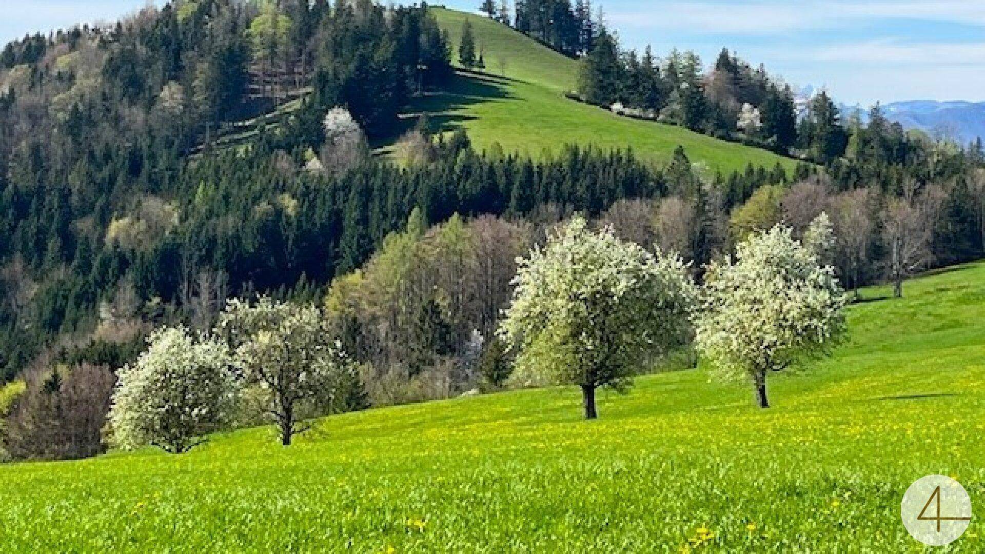 Sanfte grüne Hügel mit blühenden Bäumen und dichtem Wald unter einem klaren blauen Himmel.