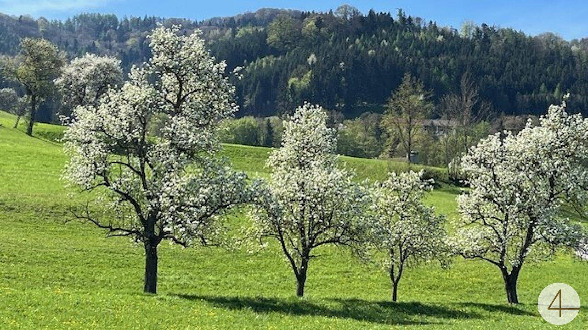 Blühende Obstbäume auf einer grünen Wiese mit bewaldeten Hügeln im Hintergrund unter blauem Himmel.