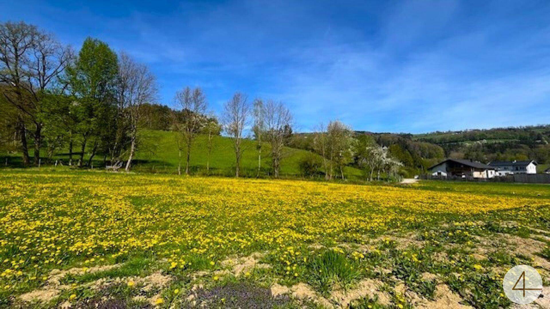 Apfelbaumblüte vor Ihrem Haus im schönen Mostviertel - Baugründe in wunderschöner, sonniger Lage! - Ansicht 4