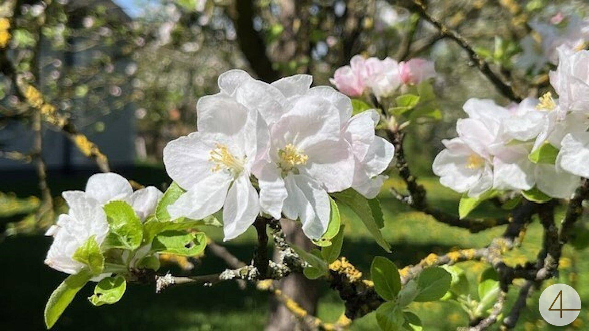 Apfelbaumblüte vor Ihrem Haus im schönen Mostviertel - Baugründe in wunderschöner, sonniger Lage! - Ansicht 5