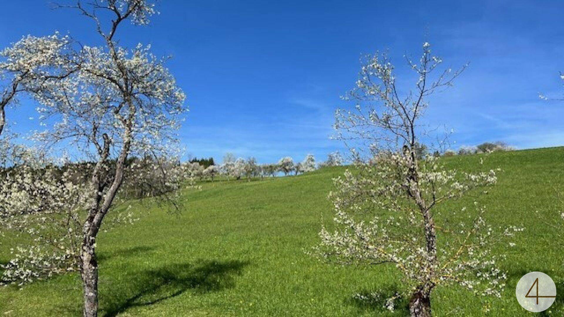 Grüne Hügellandschaft mit blühenden Bäumen unter einem strahlend blauen Frühlingshimmel.