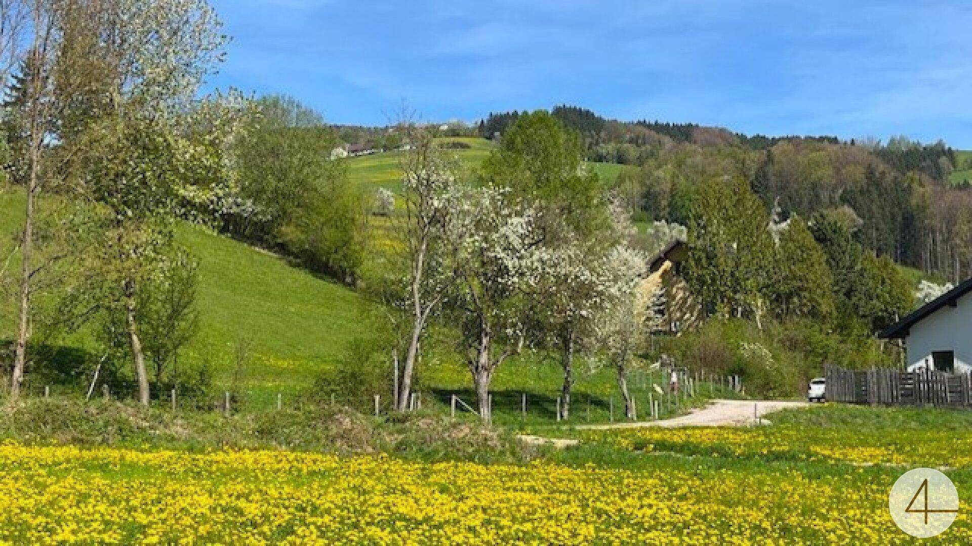 Malerische Frühlingslandschaft mit gelben Blumenfeldern, einem Weg und Häusern am bewaldeten Hang.