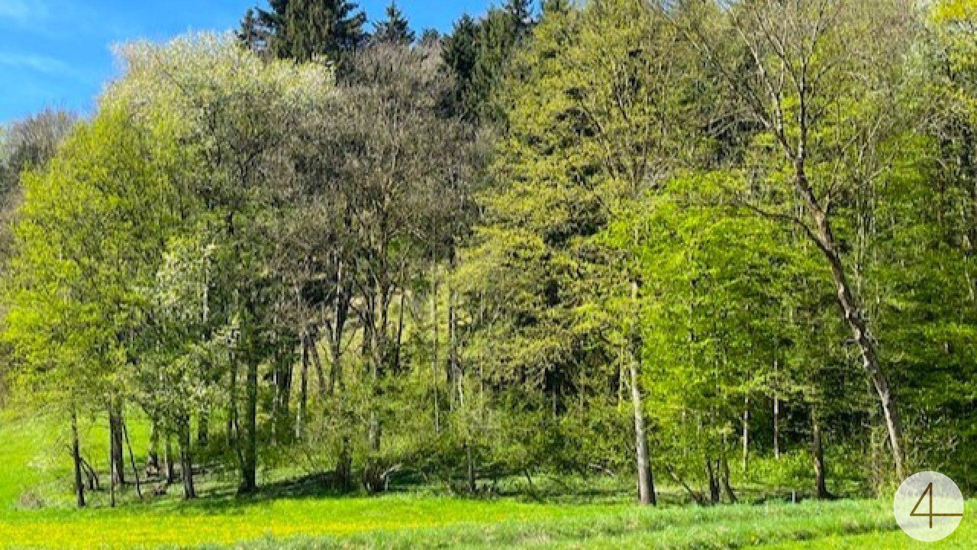 Dichter Wald mit frischem Frühlingsgrün und einigen noch kahlen Bäumen auf einem sanften Hang.