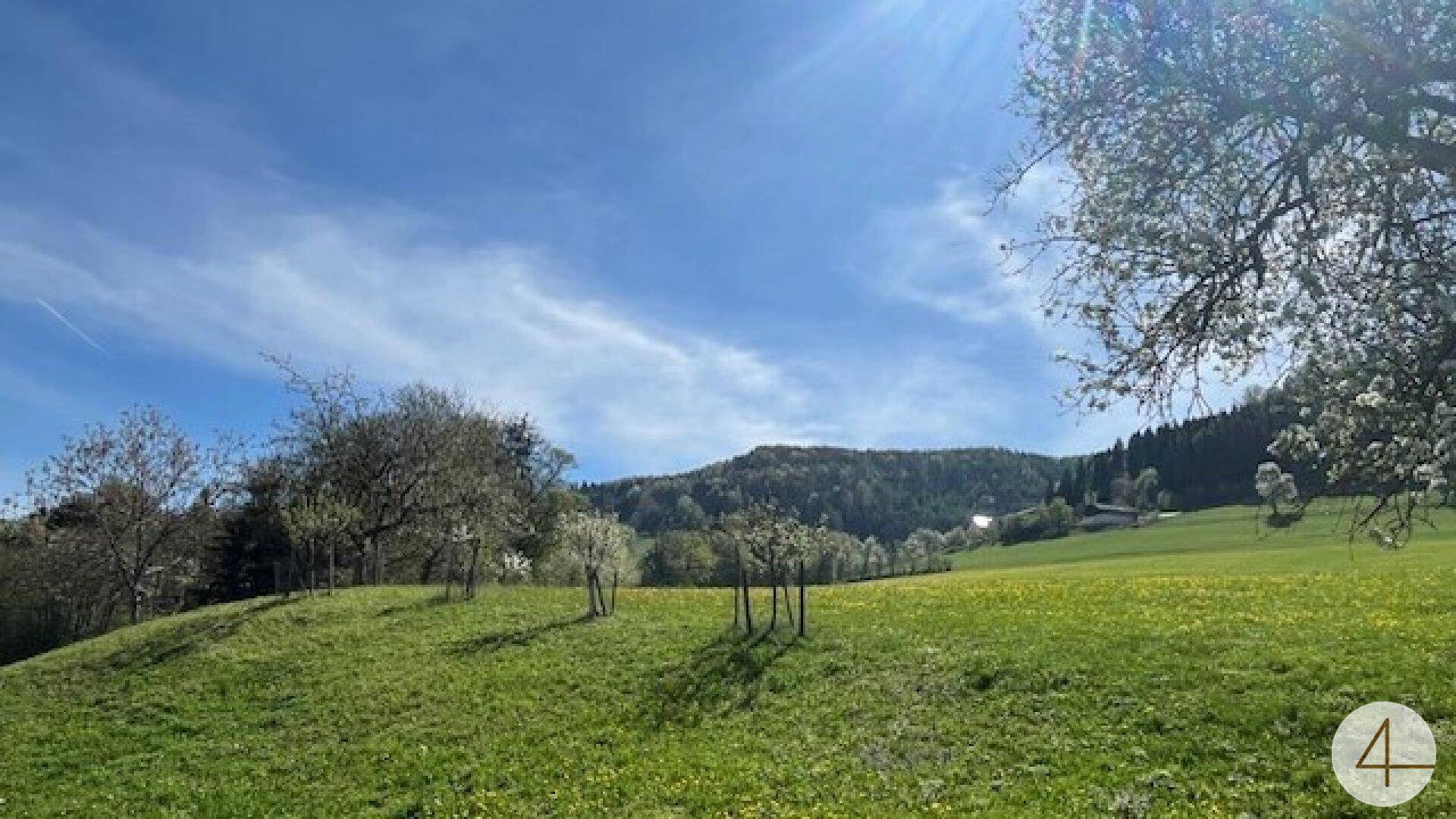 Sonnige grüne Wiese mit vereinzelten Bäumen und bewaldeten Hügeln im Hintergrund.