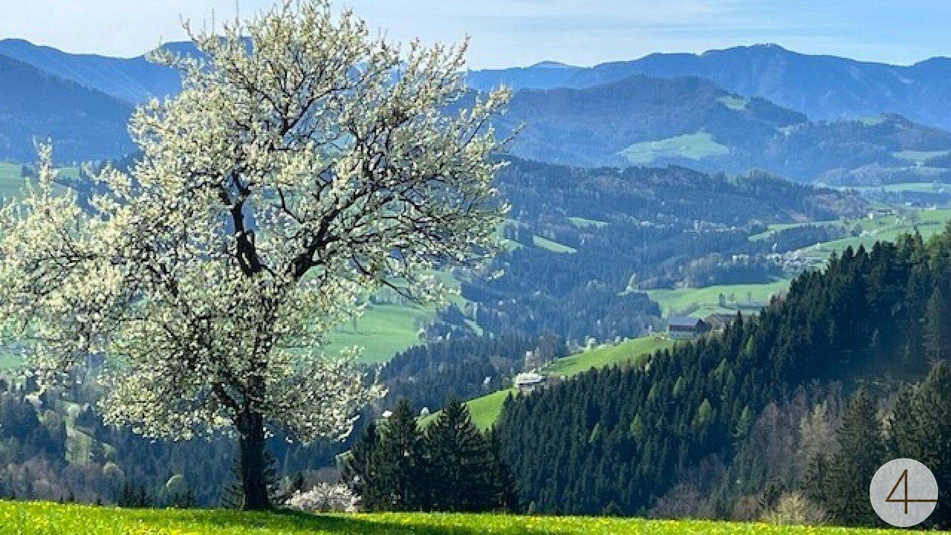Blühender Baum im Vordergrund mit weitem Blick über grüne Hügel und ferne Berge.