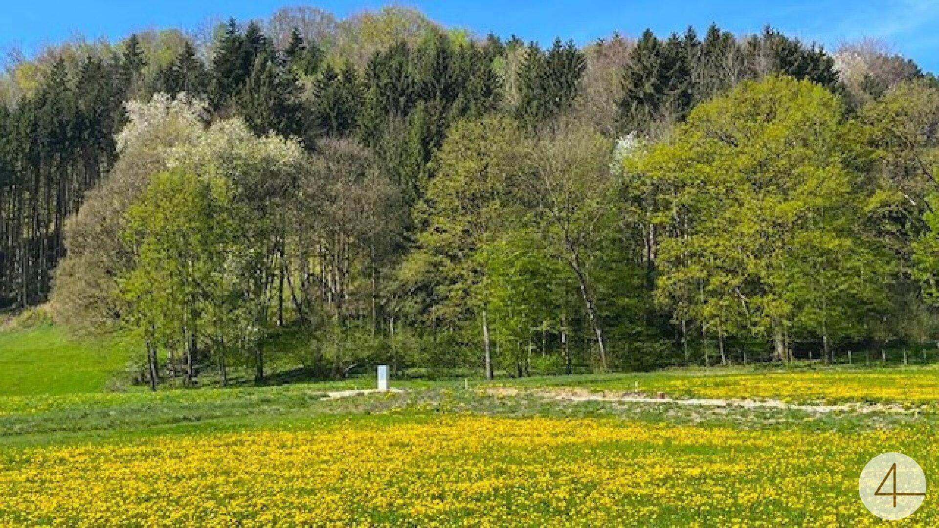 Blühendes Feld mit gelben Blumen vor einem dichten Wald unter strahlend blauem Himmel.