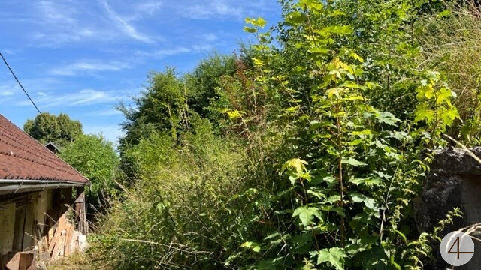 Üppige, verwilderte Vegetation und Bäume im Außenbereich mit einem Dachausschnitt im Hintergrund.