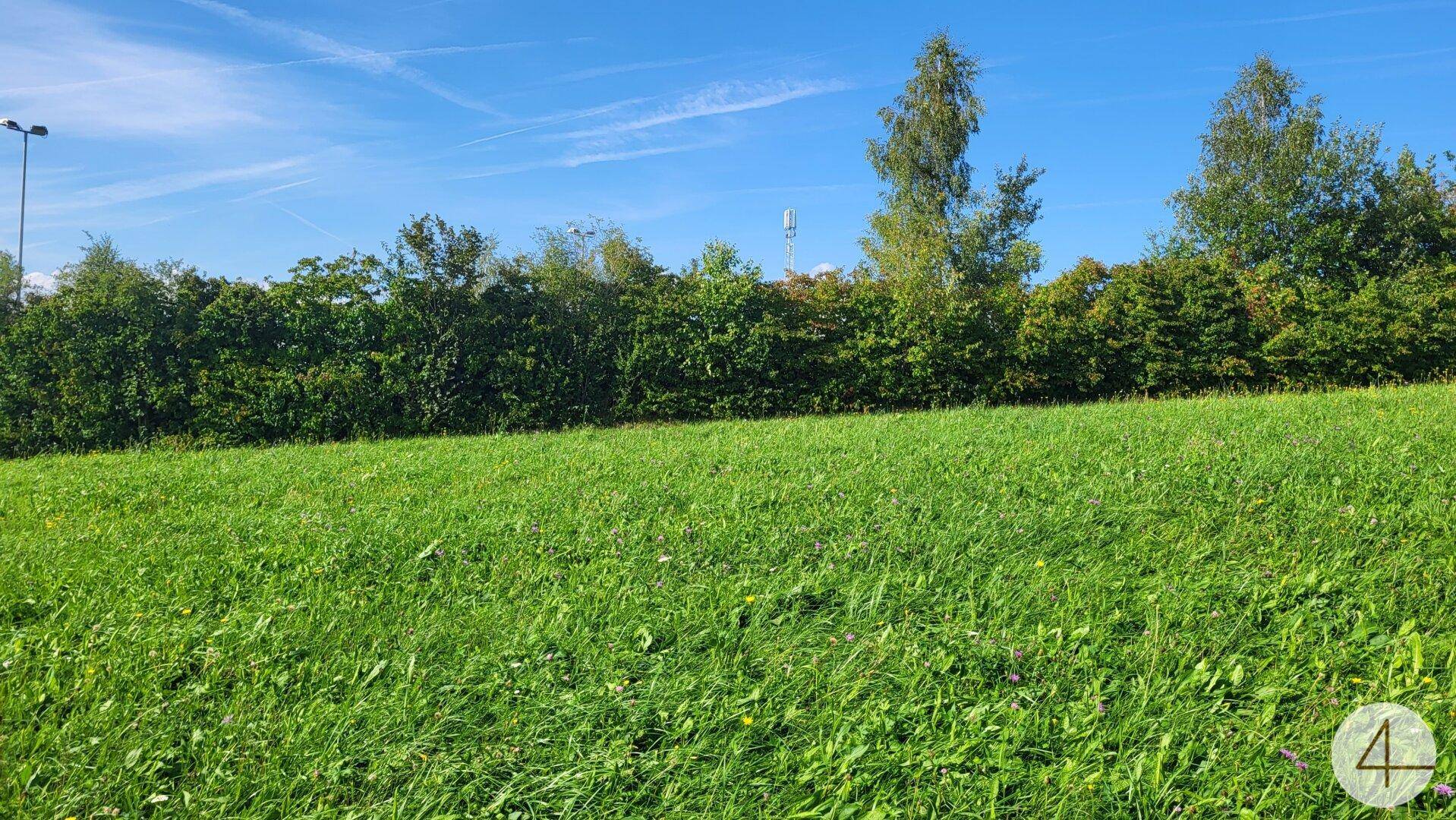 Weitläufige grüne Wiese mit Hecke und Bäumen unter blauem Himmel.