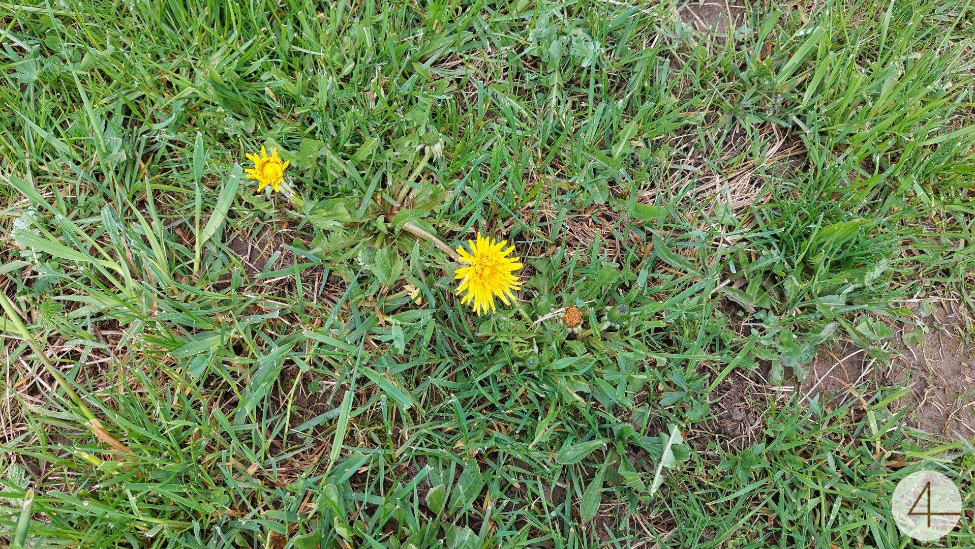 Nahaufnahme von frischem grünen Gras mit leuchtend gelben Löwenzahnblüten.