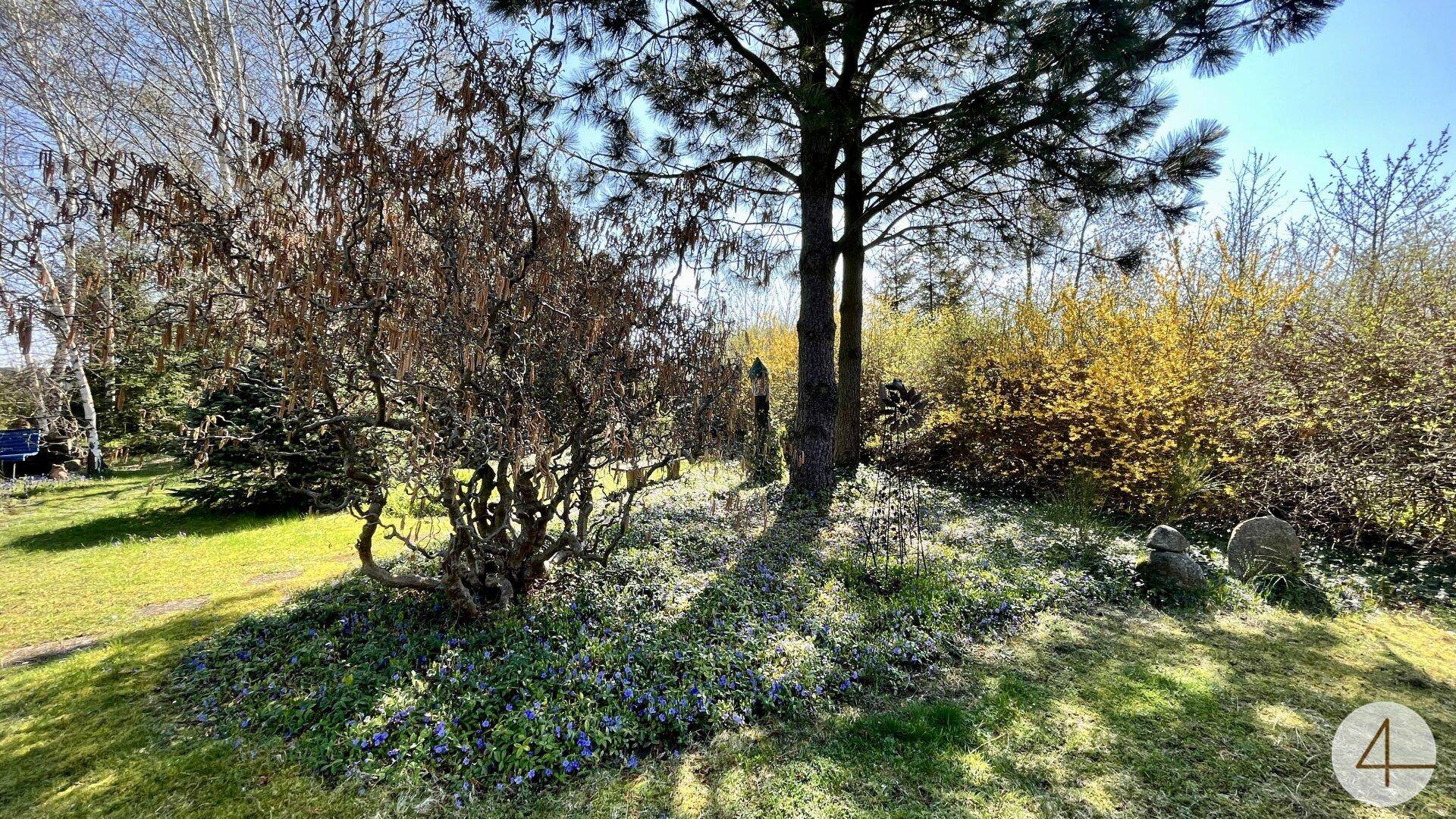 Sonniger Garten mit Rasenfläche, verschiedenen Bäumen und blühenden Bodendeckern.