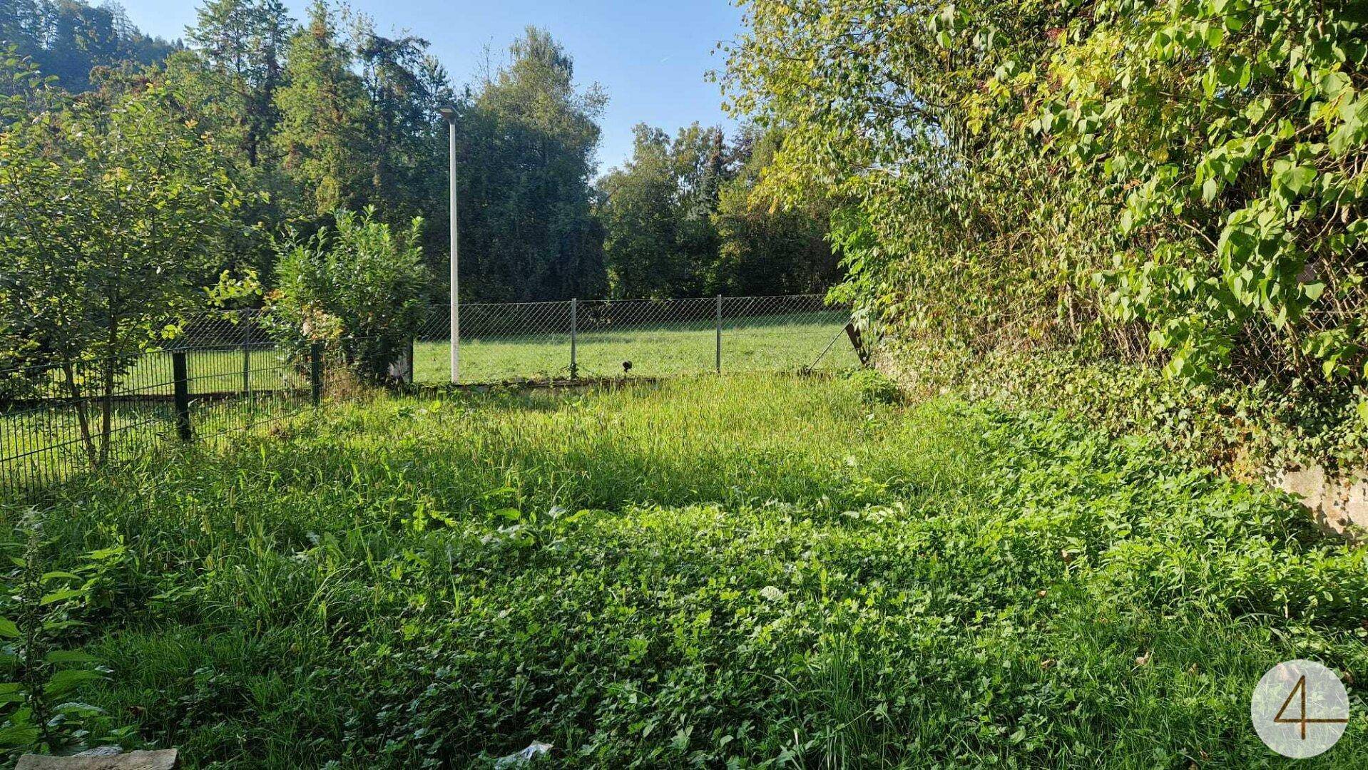 Überwuchertes Gartengrundstück mit Zaun und dichtem Baumbestand im Hintergrund.
