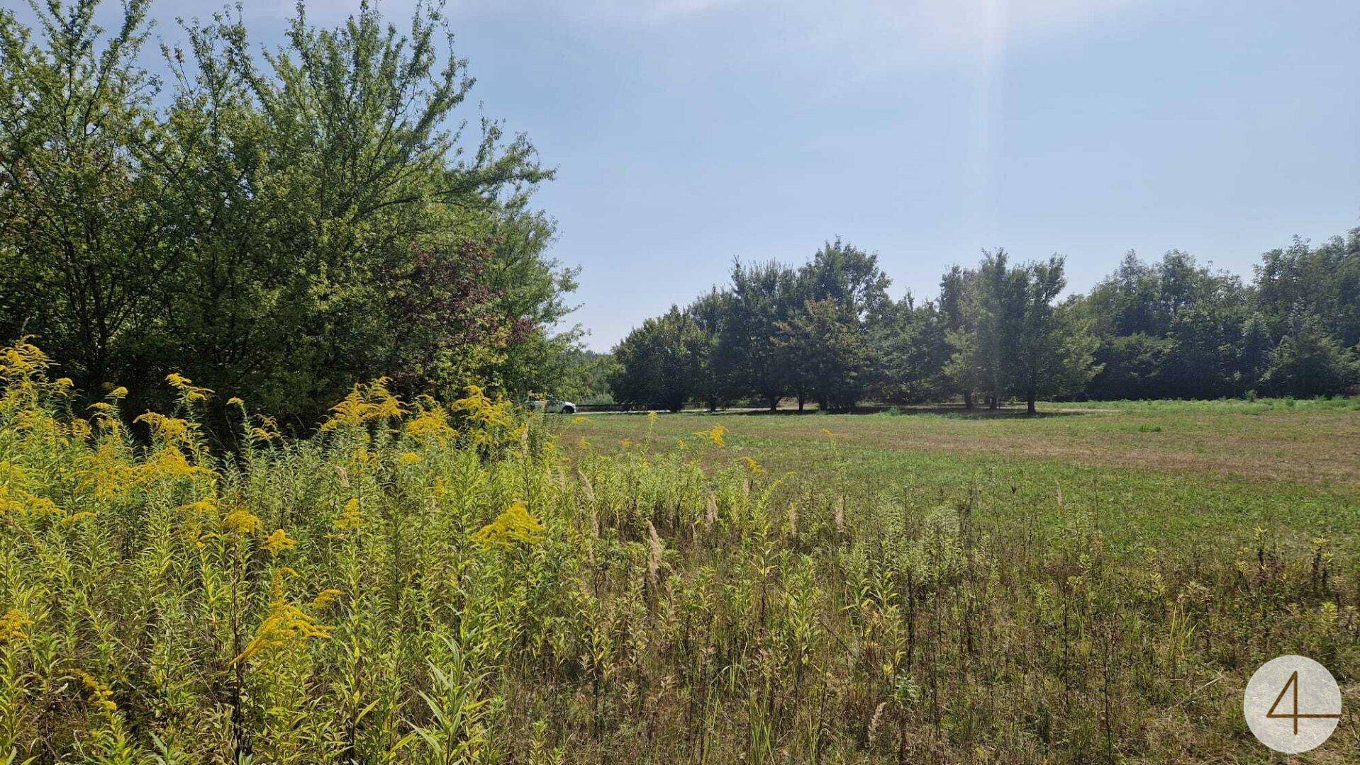 Sonnenbeschienenes Feld mit hohen gelben Wildblumen und Bäumen im Hintergrund.