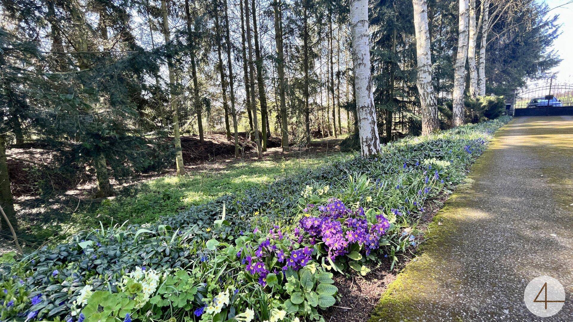 Blühendes Blumenbeet entlang einer Auffahrt mit hohen Bäumen und einem Wald im Hintergrund.