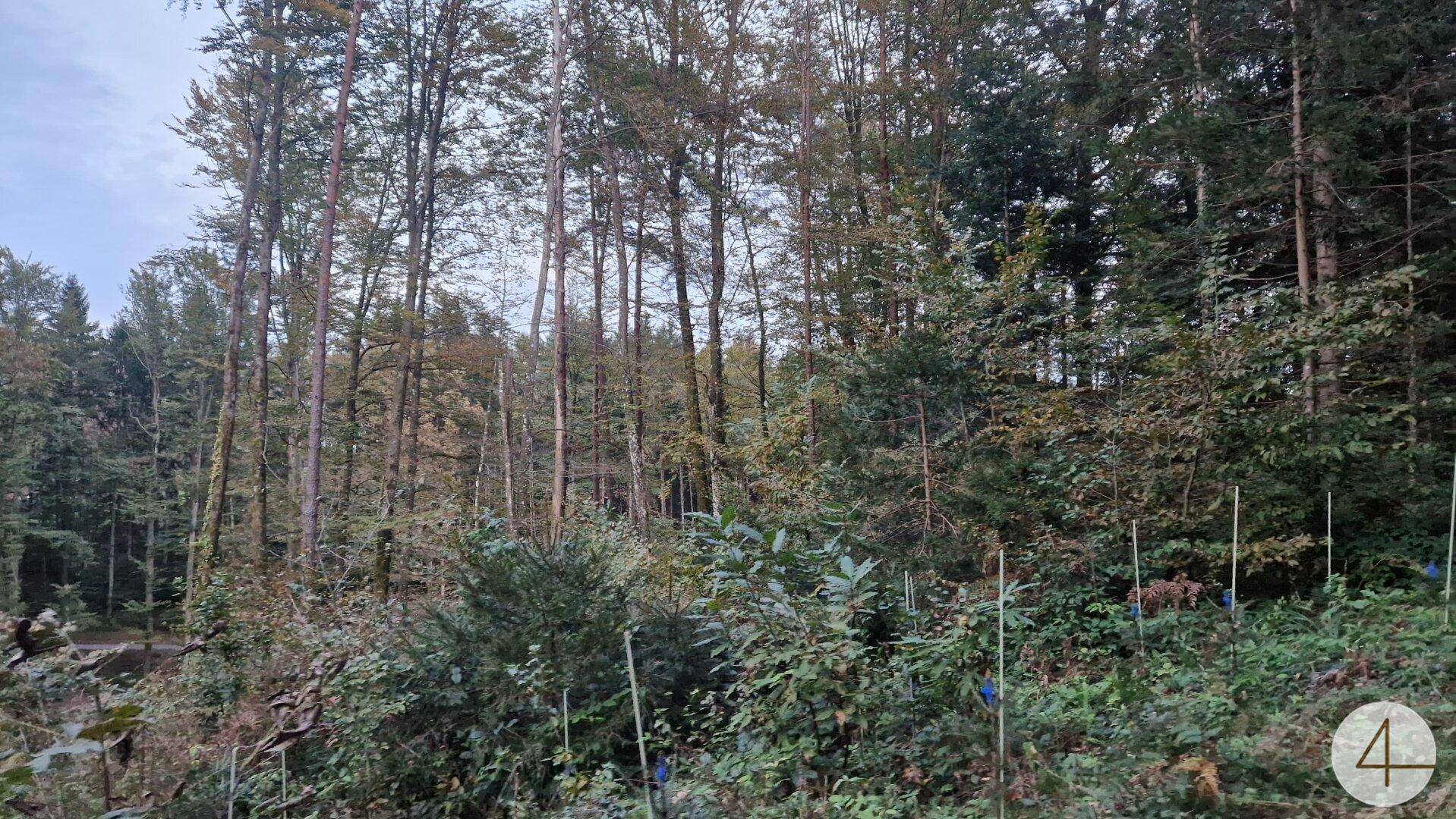 Dichter Wald mit hohen Bäumen und üppigem Unterholz, das eine natürliche Umgebung zeigt.