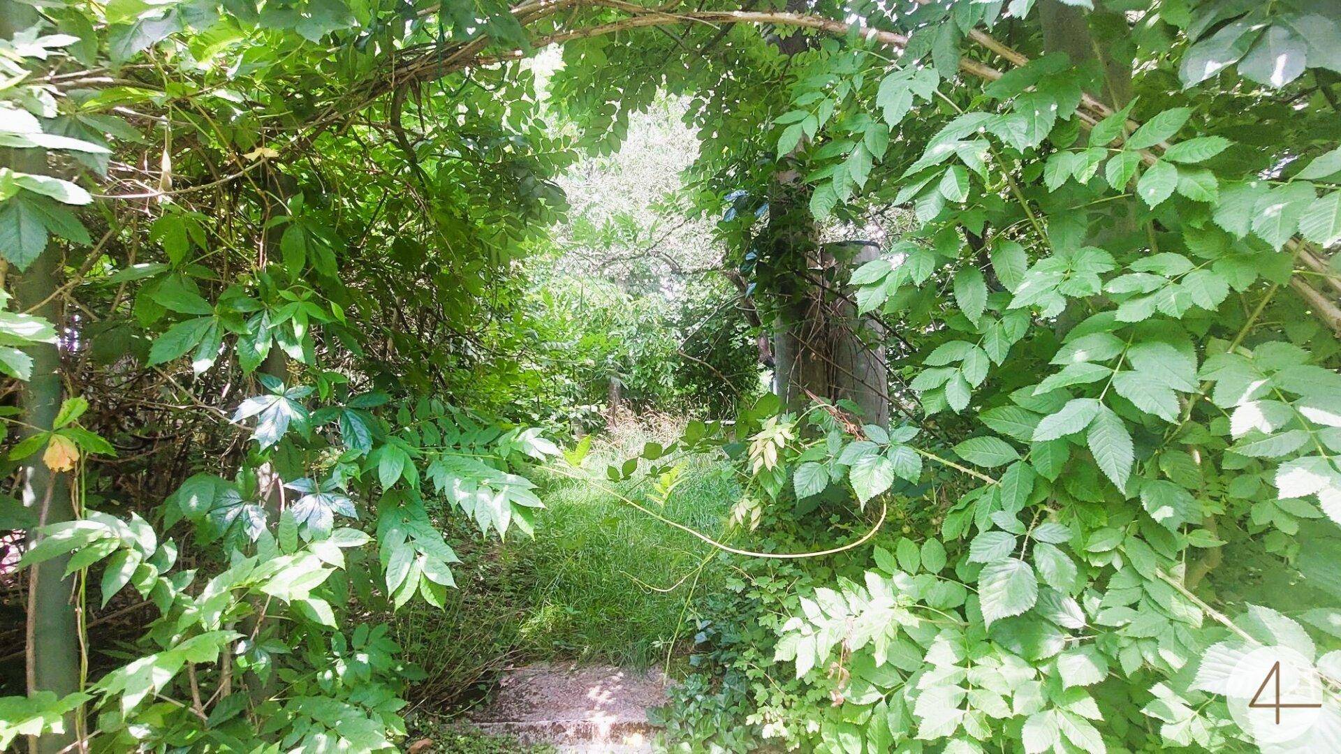 Verwunschener Gartenweg, umgeben von üppigem Grün und hohen Bäumen, idyllisch.