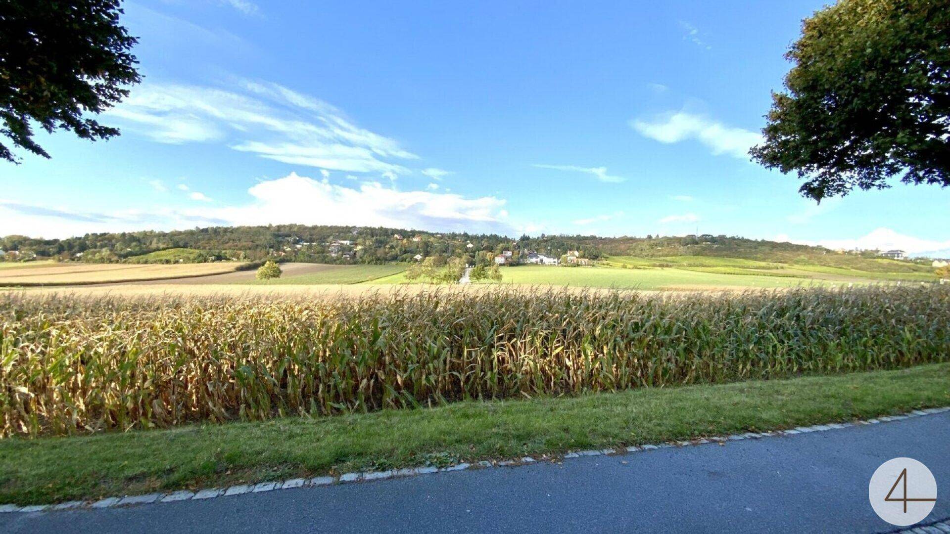 Weitläufige Landschaft mit Maisfeld im Vordergrund und sanften Hügeln am Horizont unter blauem Himmel.