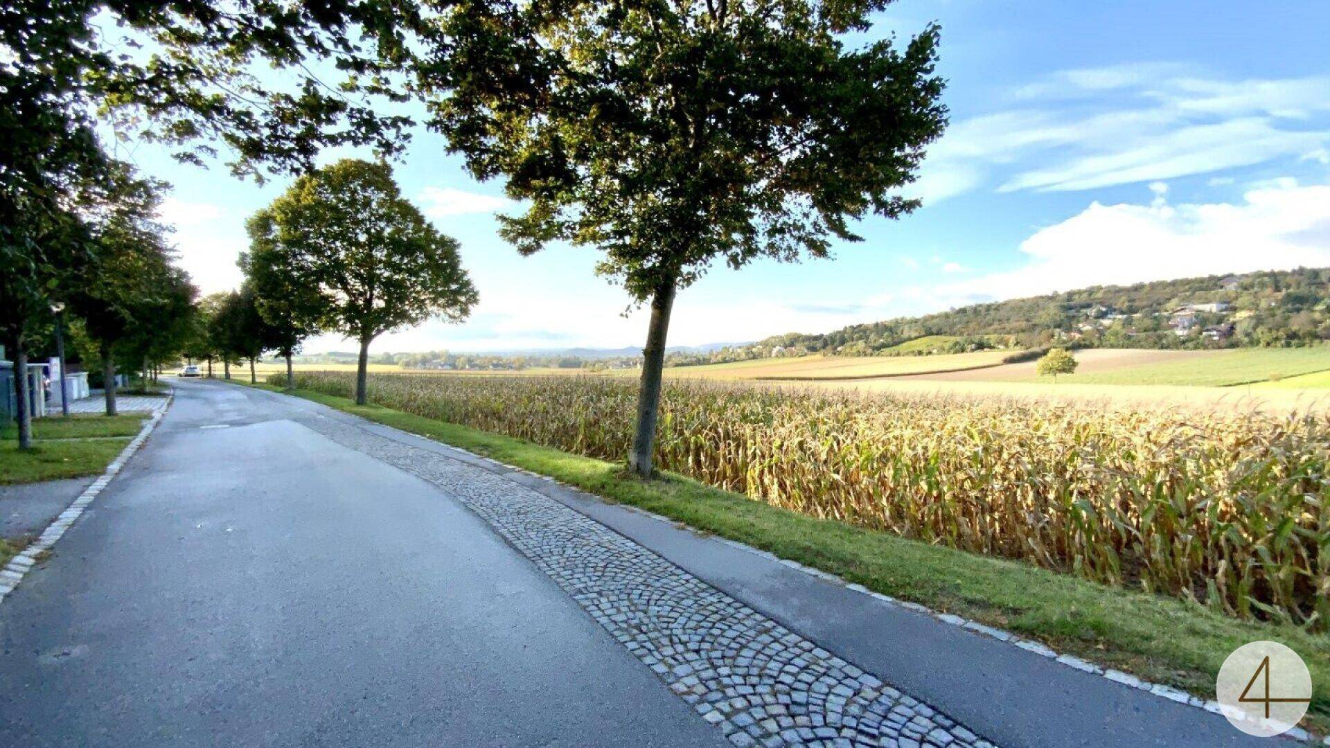 Ländliche Straße mit Bäumen, angrenzendem Maisfeld und weitem Blick auf die Landschaft.