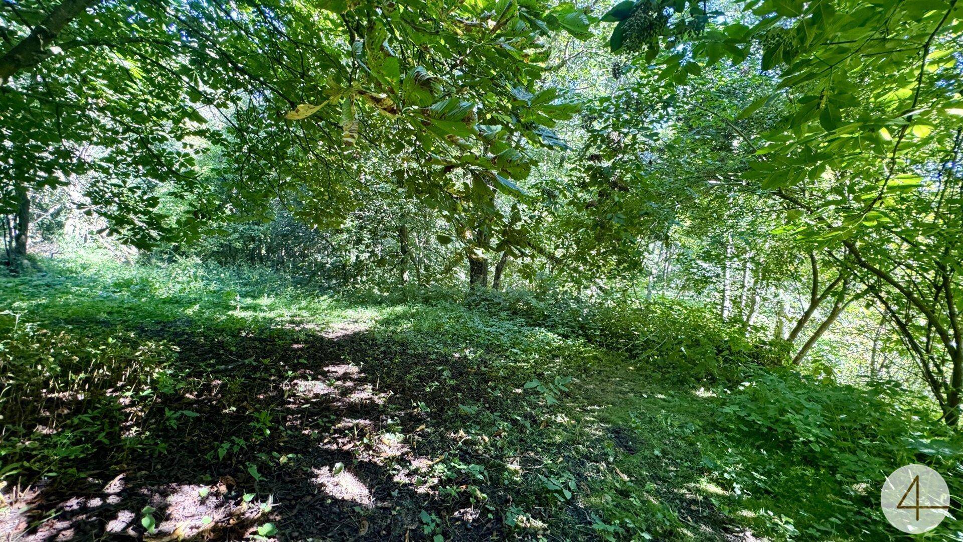 Dichter Wald mit üppigem Grün und Sonnenlicht, das durch die Baumkronen fällt.