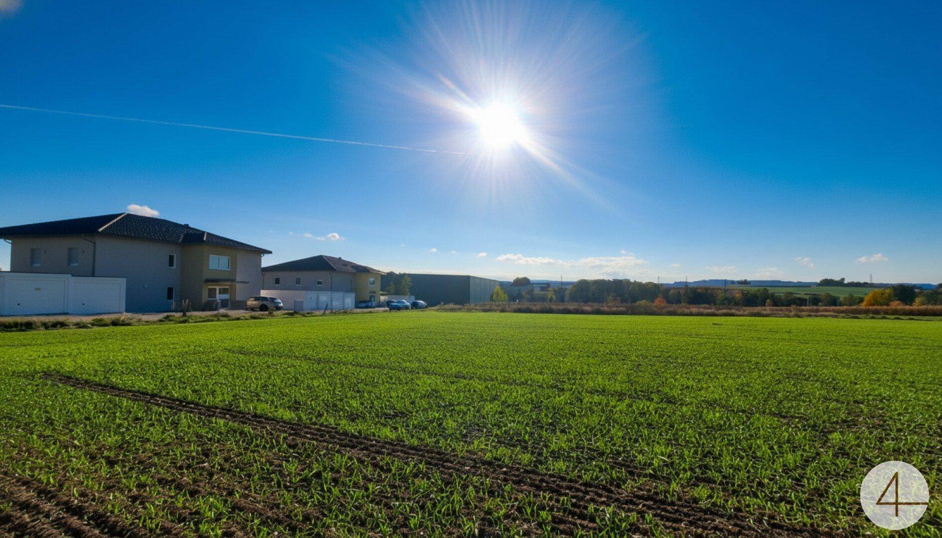 Sonniges grünes Feld mit modernen Häusern im Hintergrund unter strahlend blauem Himmel.