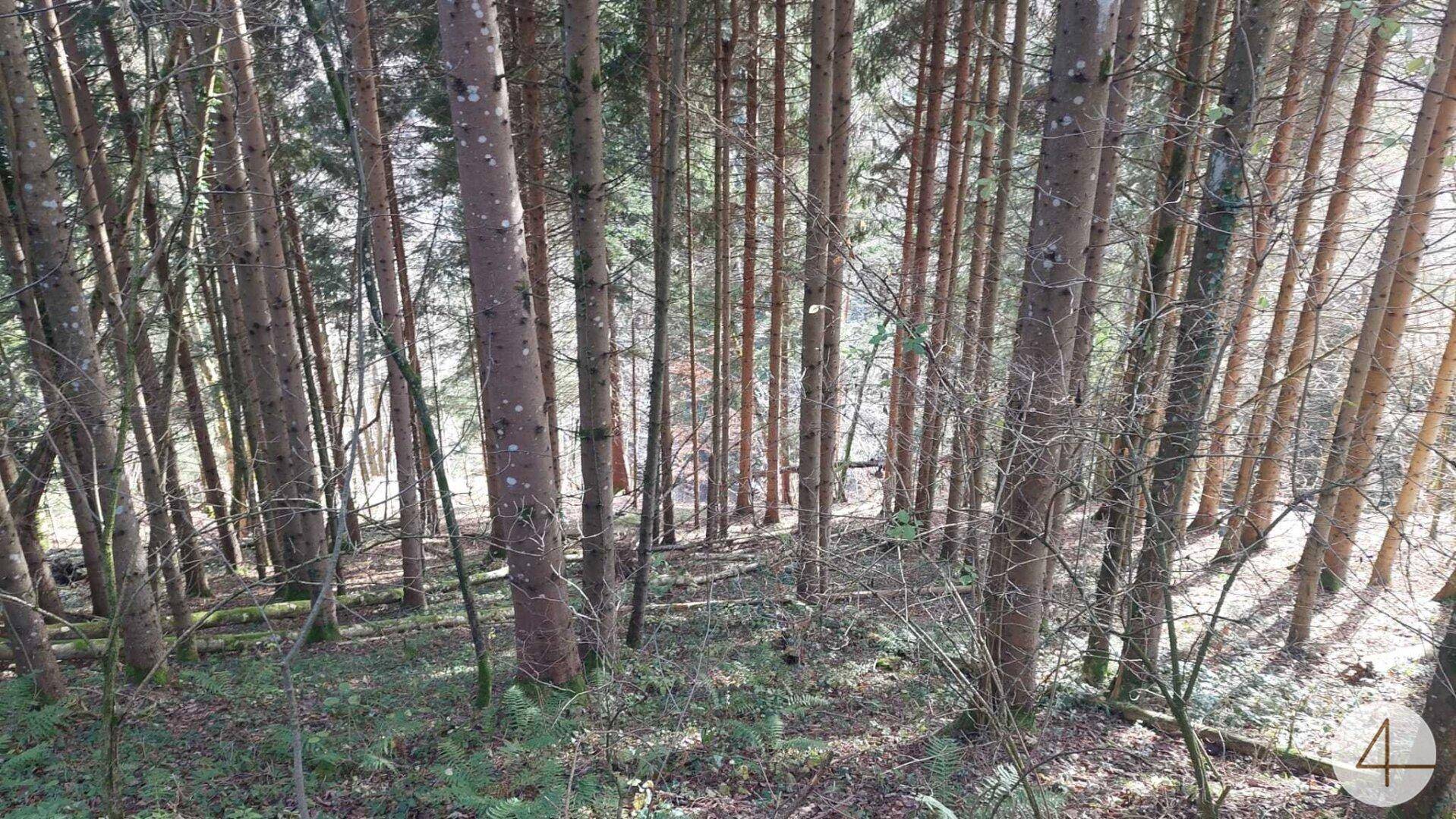 Ein dichter Wald mit vielen hohen Bäumen und Unterholz, das von Sonnenstrahlen beleuchtet wird.