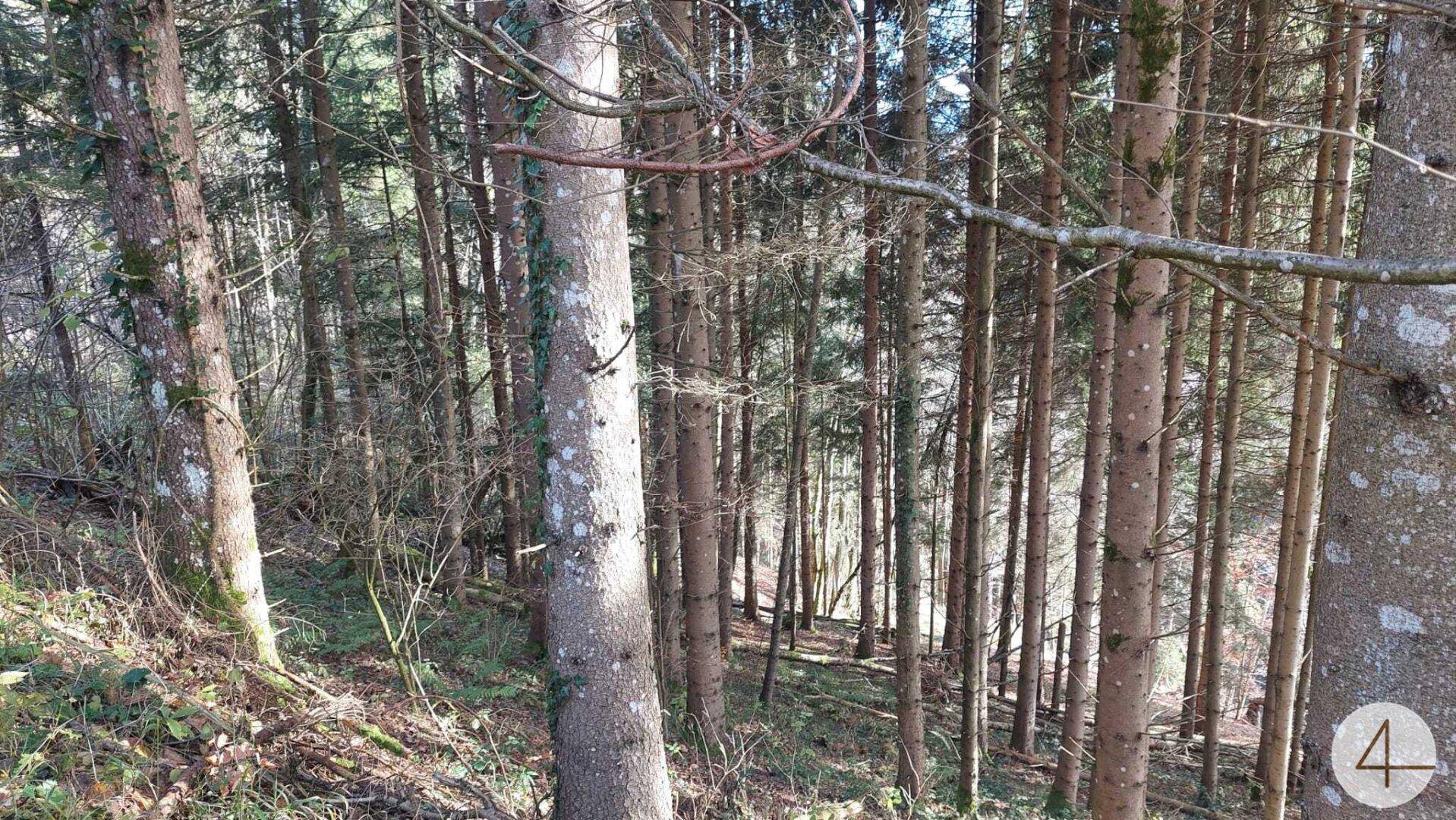 Sonnenlicht fällt durch die hohen Bäume eines dichten Waldes und erzeugt lange Schatten auf dem Boden.