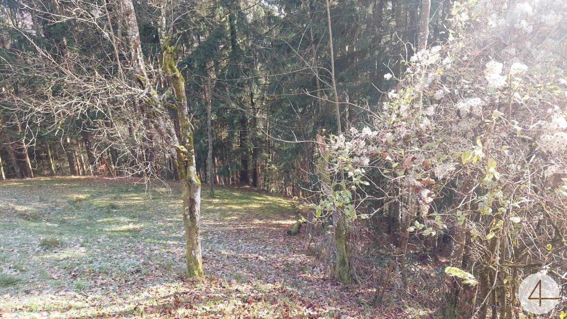 Eine sonnige Lichtung mit Gras und einem jungen Baum am Rande eines dichten Waldes im Herbst.