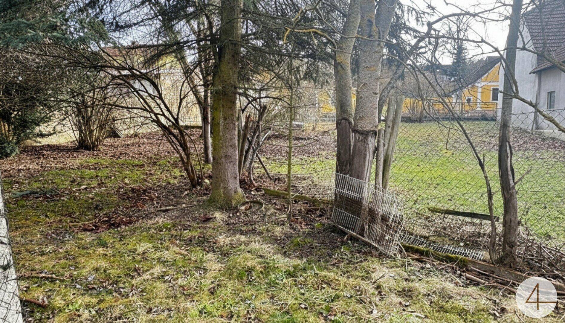 Verwilderter Gartenbereich mit Bäumen und Sträuchern, der Pflege benötigt.