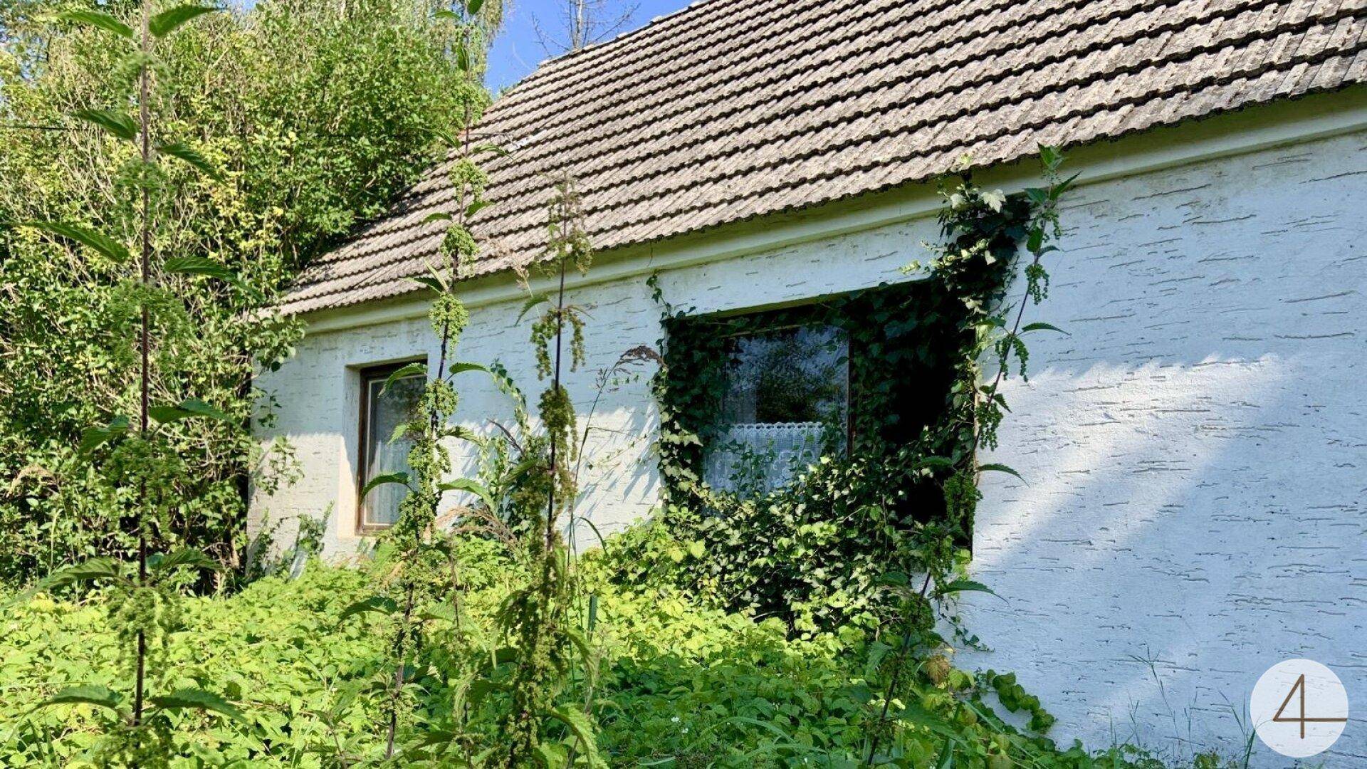 Altes Haus mit Ziegeldach und starker Begrünung an der Fassade, umgeben von Natur.