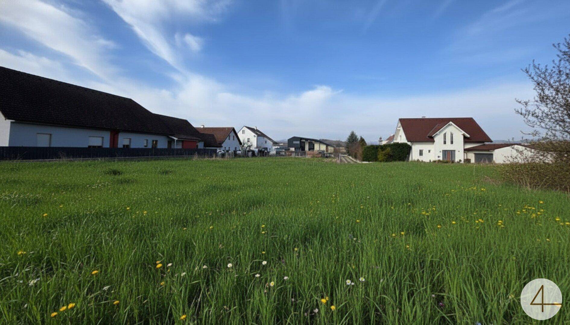Großes grünes Feld mit vereinzelten Wildblumen und Wohnhäusern im Hintergrund an einem sonnigen Tag.