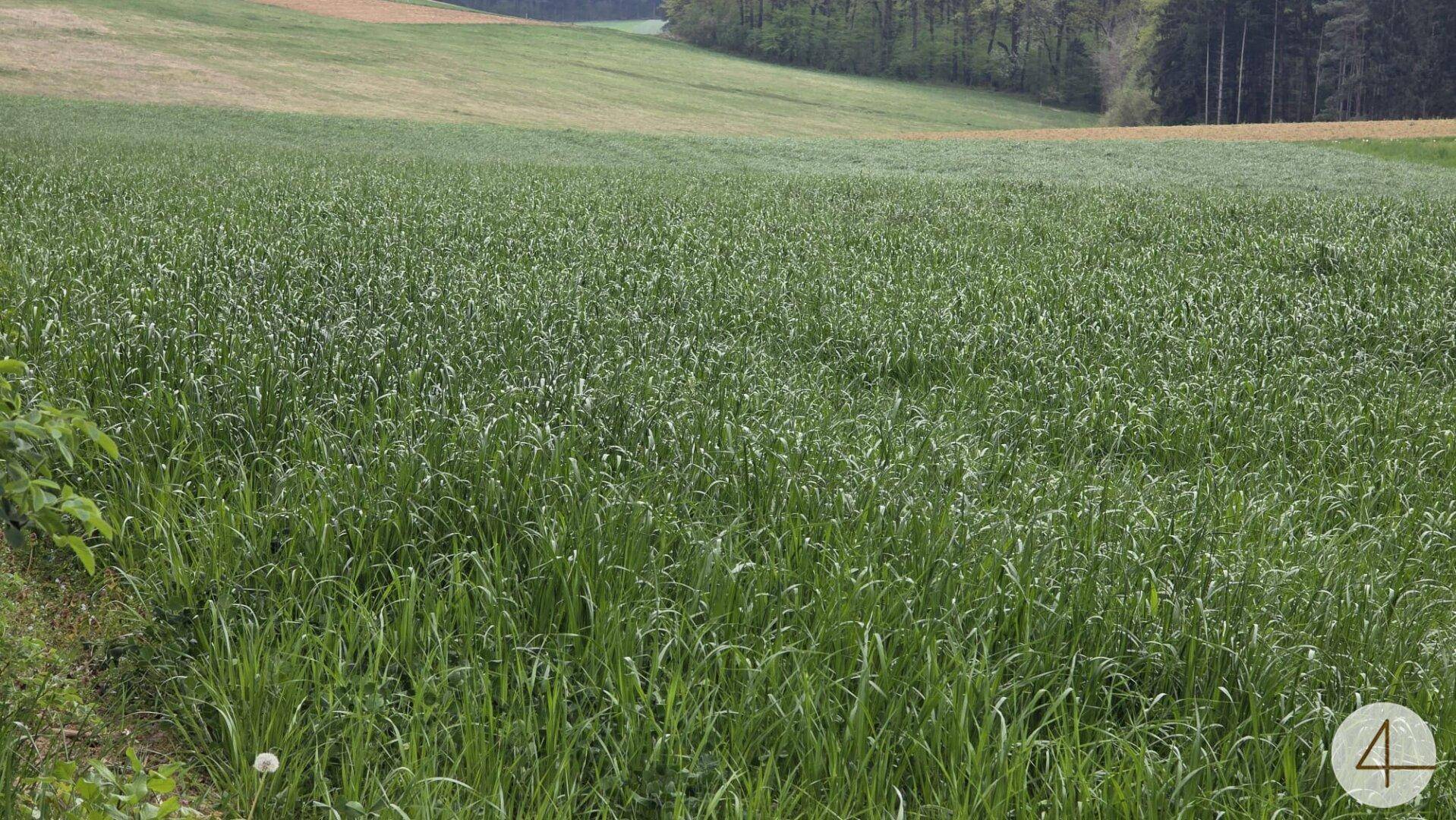 Weitläufiges grünes Feld mit sanften Hügeln und Wald im Hintergrund unter bewölktem Himmel.
