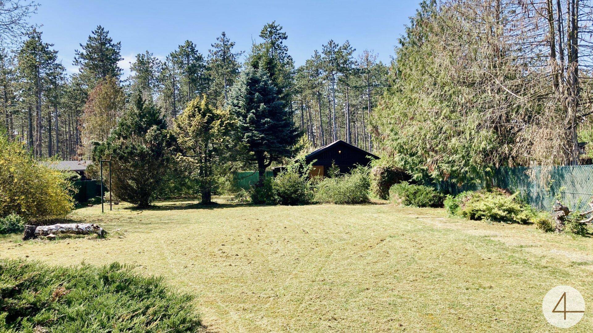Ausgedehnte Grünfläche mit hohen Nadelbäumen und einem kleinen Haus am Waldrand unter klarem Himmel.