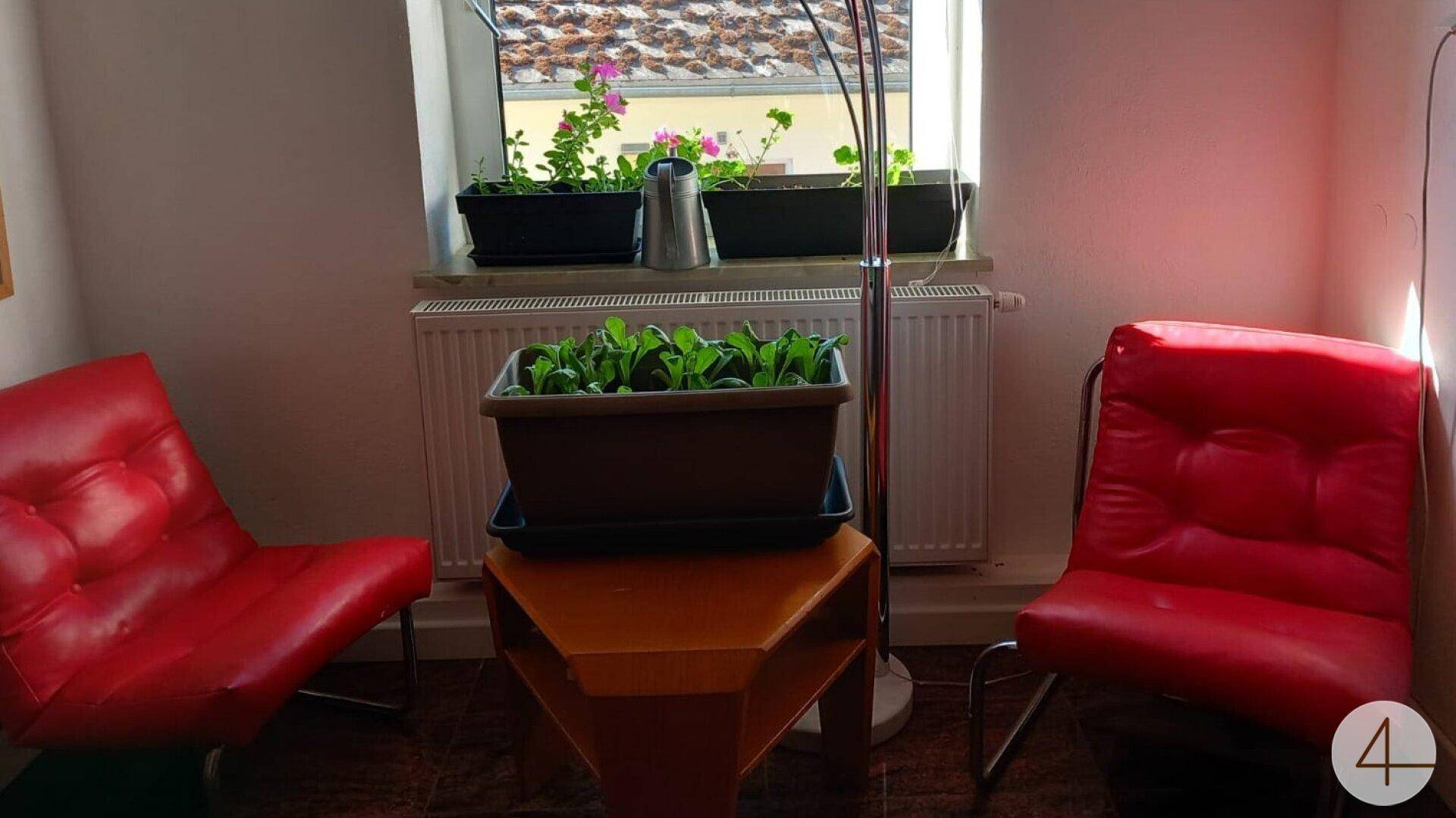 Gemütliche Sitzecke mit zwei roten Sesseln, Pflanzen auf dem Fensterbrett und Blick auf ein Dach.