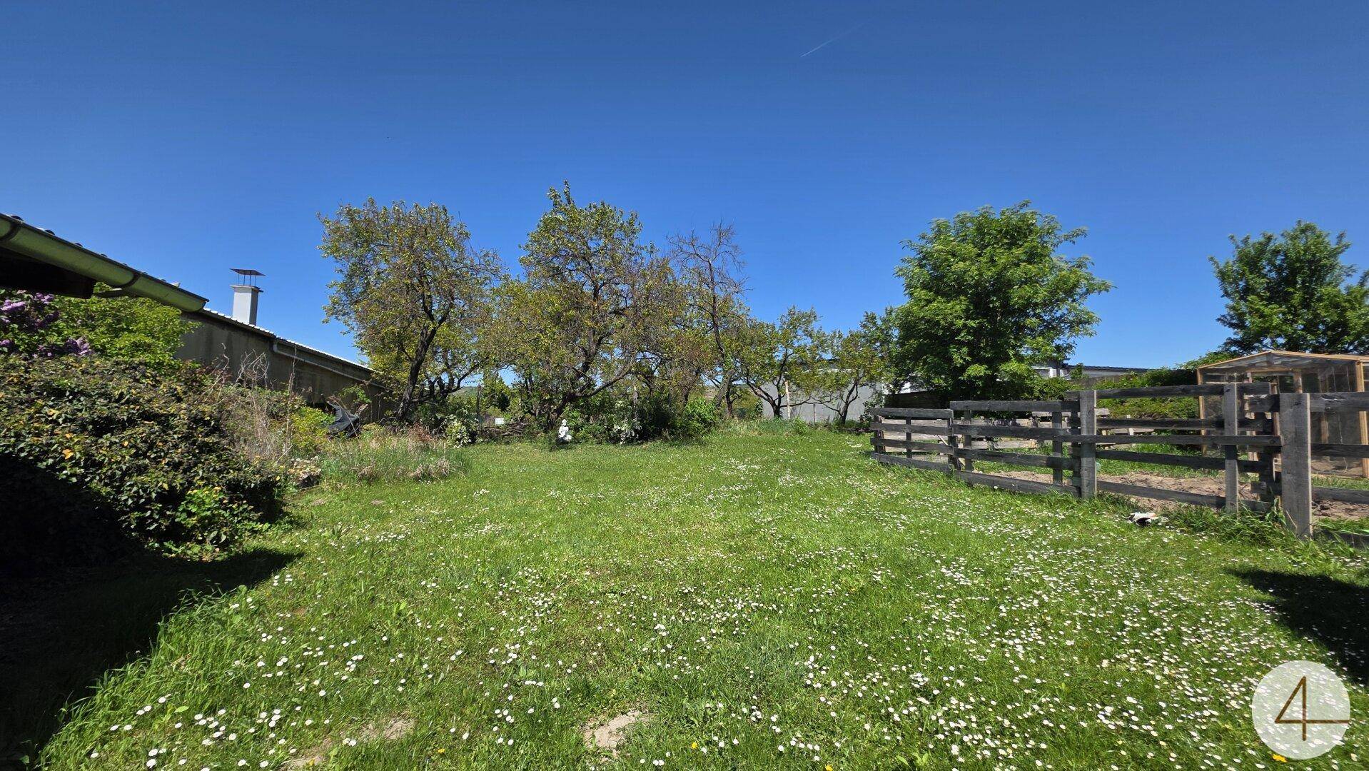 Sonniger Garten mit blühendem Rasen, Holzzaun und Bäumen unter klarem, blauem Himmel.