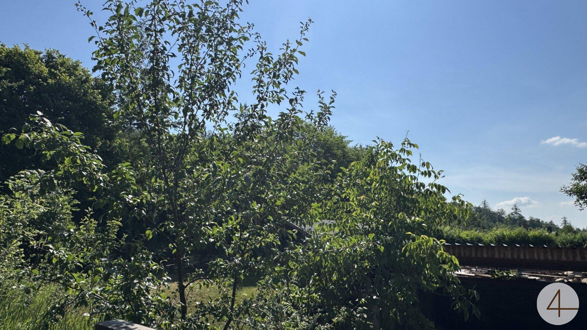 Dichter Baumbestand und üppiges Grün prägen diesen sonnigen Ausschnitt des Gartens.