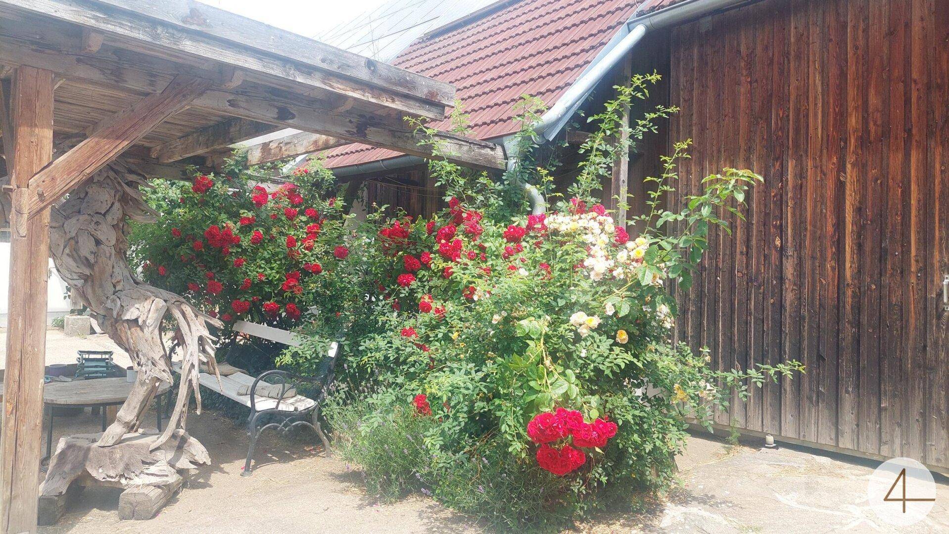 Idyllischer Gartenbereich mit einer Holzpergola, einer Bank und üppig blühenden roten Rosenbüschen.