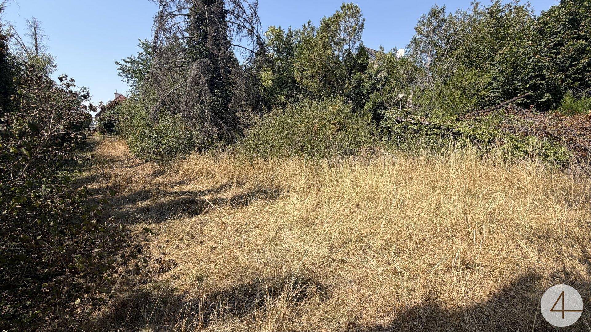 Weitläufiges, wild bewachsenes Grundstück mit trockenem Gras und hohen Bäumen im Hintergrund.