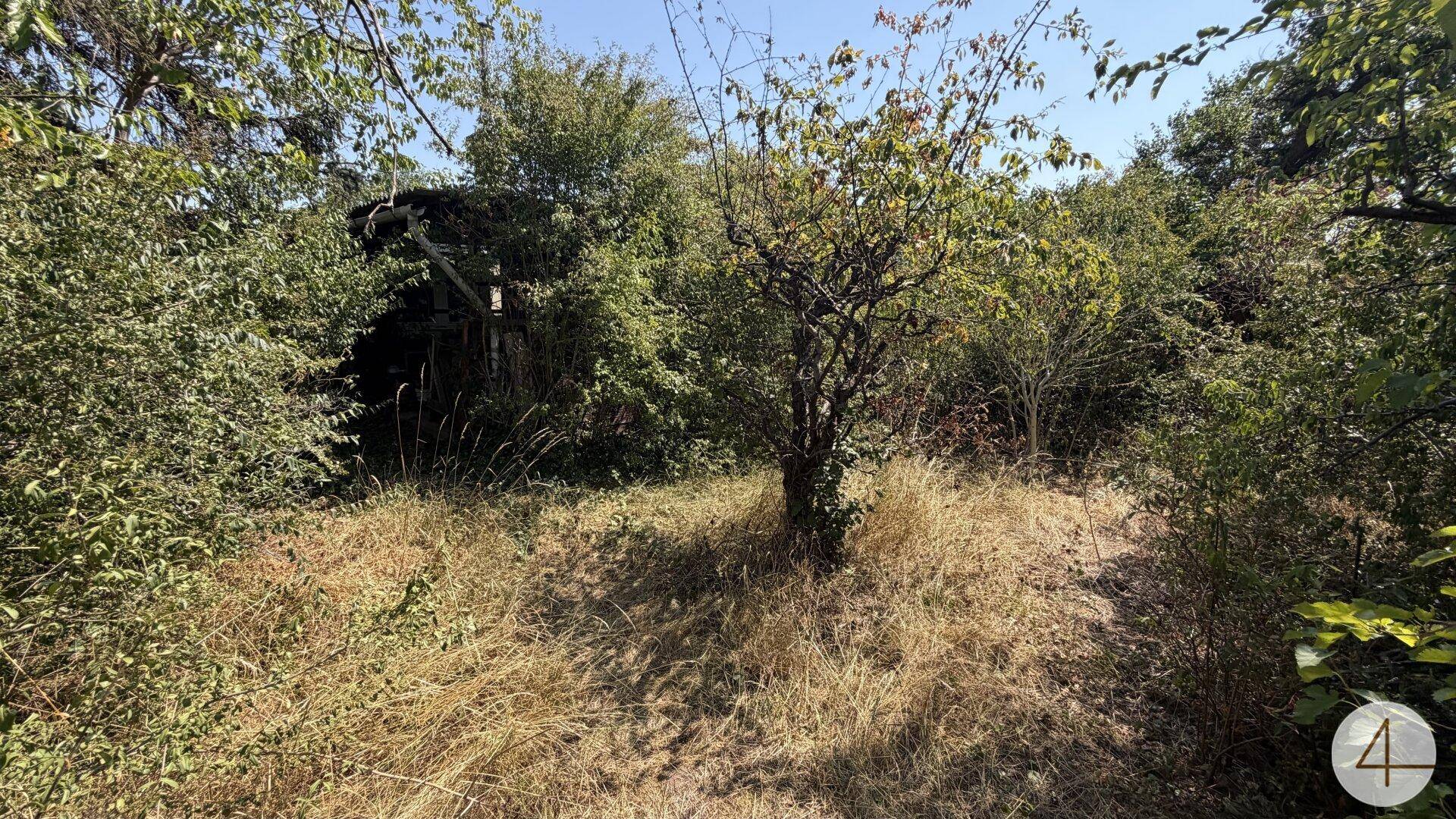 Verwildertes Gartengrundstück mit einem kleinen Baum im Vordergrund und dichter Vegetation.
