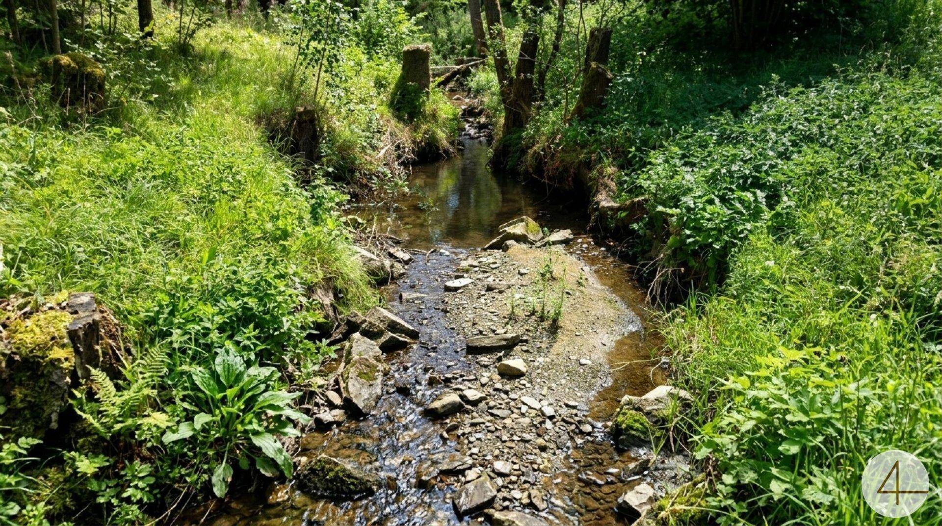 Natürlicher Bachlauf mit Steinen und üppiger Vegetation, umgeben von dichtem Wald an einem sonnigen Tag.