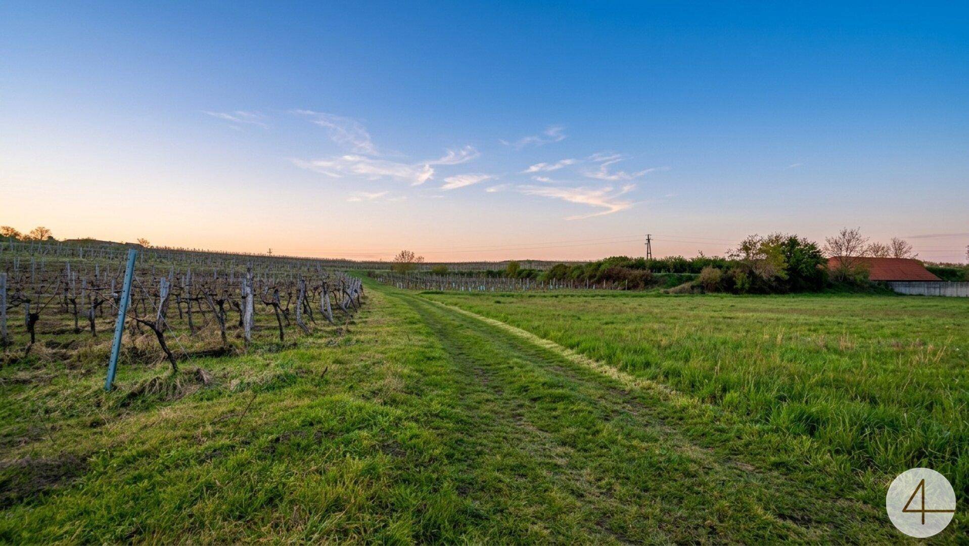 Feldweg durch eine grüne Landschaft mit Weinbergen und einem Gebäude in der Ferne bei Sonnenuntergang.