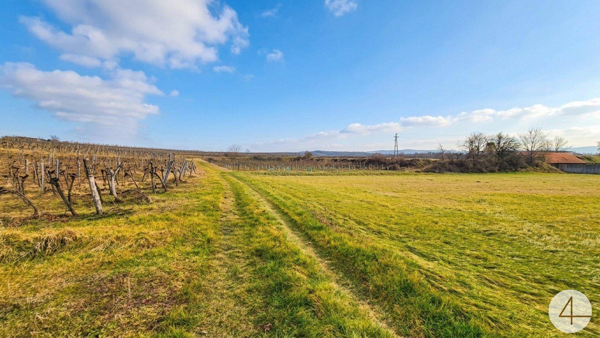 Breiter Feldweg durch eine weite grüne Landschaft mit Weinbergen unter einem klaren blauen Himmel.