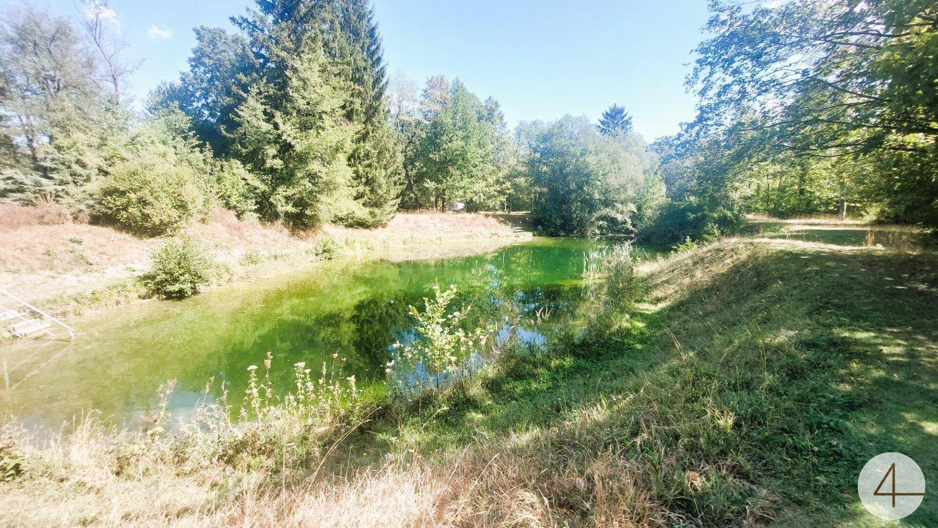 Weitläufiger Blick auf einen Waldteich mit Schilf und grünen Ufern an einem sonnigen Tag.