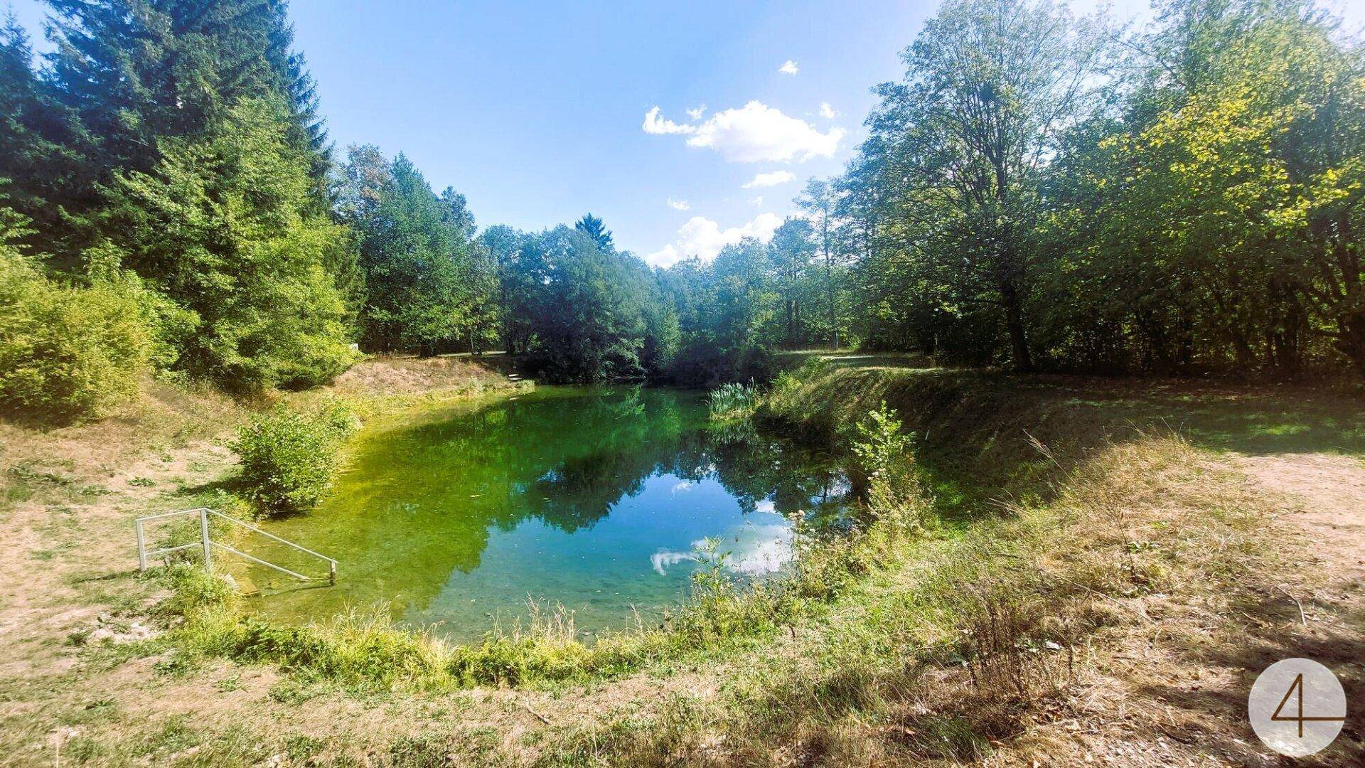 Ruhiger Waldteich mit klarem Wasser, umgeben von üppiger Vegetation und Bäumen an einem sonnigen Tag.
