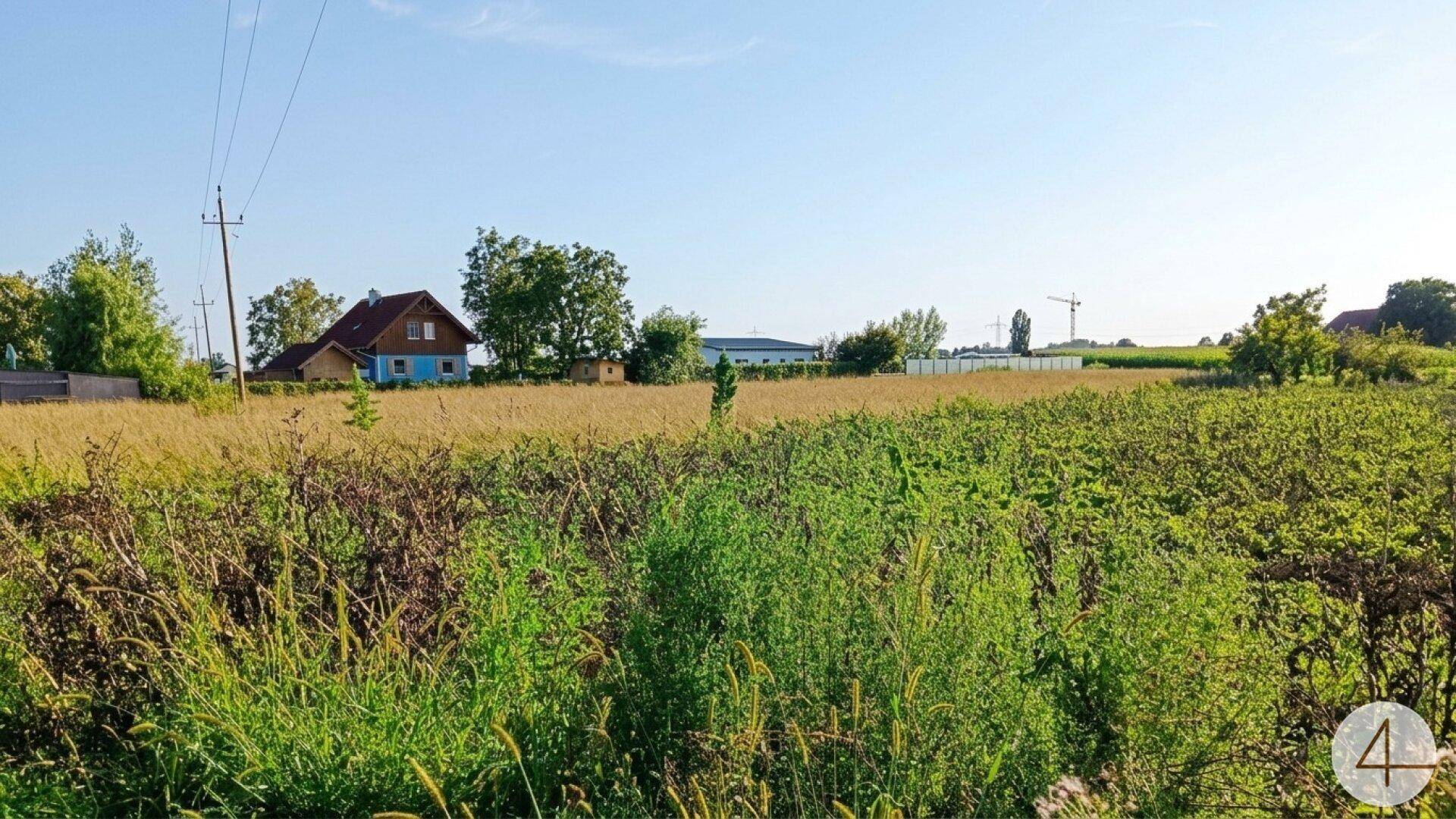 Naturbelassenes Feld mit hohem Gras und Blick auf ein Wohnhaus in ländlicher Umgebung.