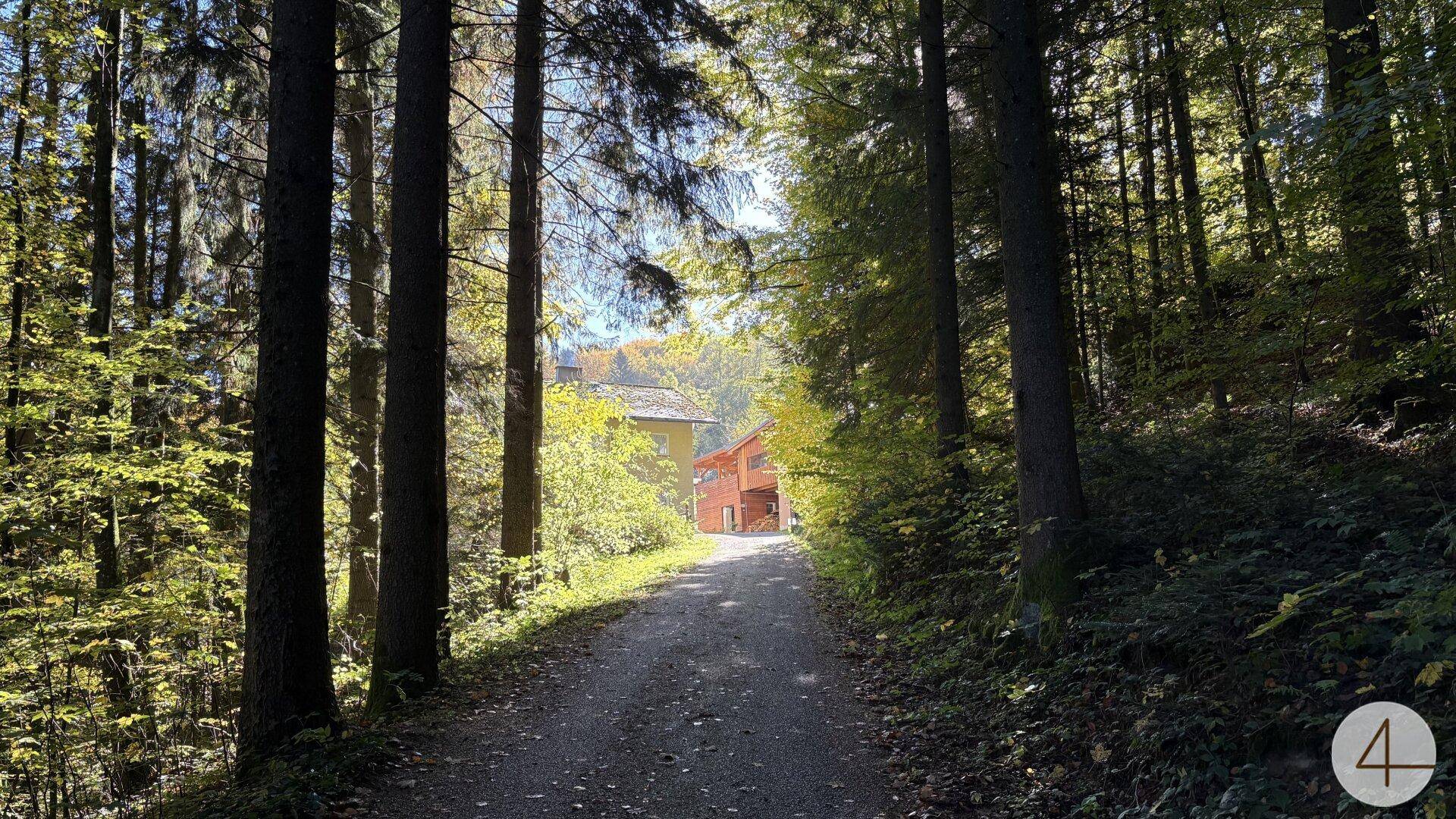 Waldweg führt durch dichte Bäume zu einem entfernten Gebäude, beleuchtet von Sonnenlicht.