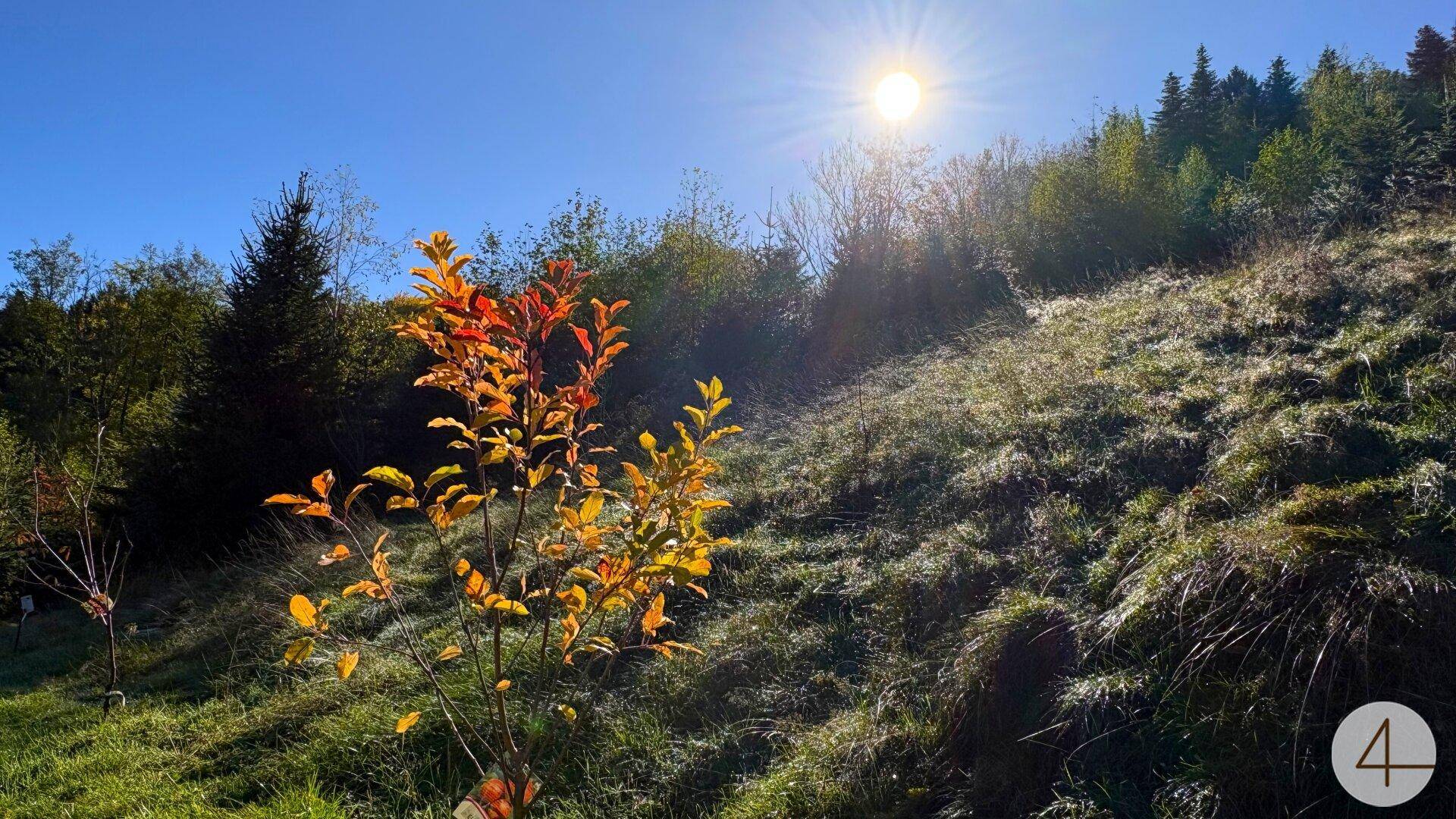 Sonnige Hügellandschaft mit einem jungen Baum in Herbstfarben unter strahlend blauem Himmel.