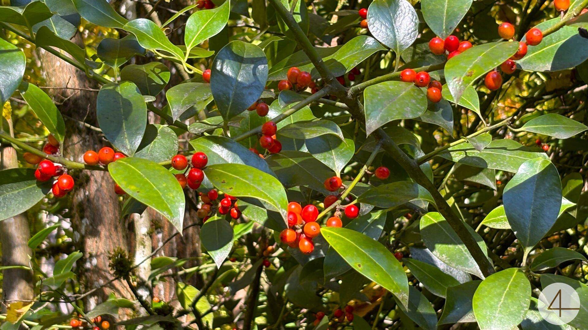 Nahaufnahme von leuchtend roten Beeren an einem grünen Strauch, beleuchtet von der Sonne.