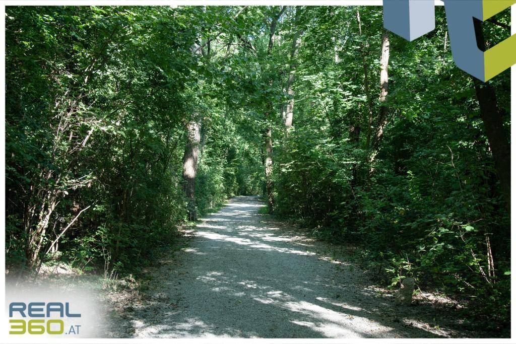 Idyllischer Waldweg in unmittelbarer Nähe